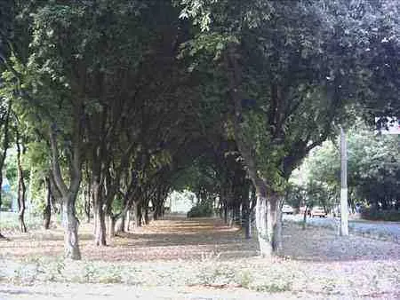 Sendero bajo los árboles del Malecón