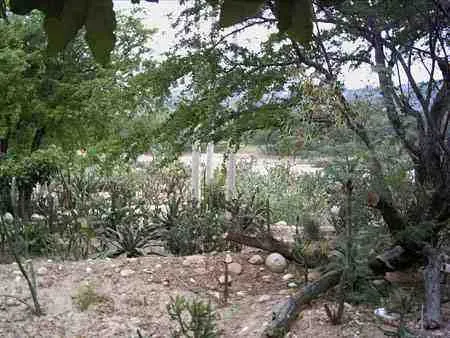 Vegetación seca a la orilla del río