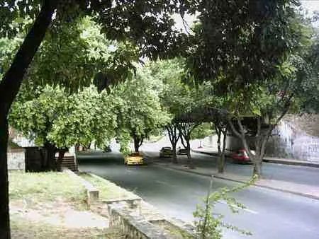 Avenida vista bajo la sombra de los árboles