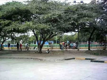 Árboles frondosos en el Malecón