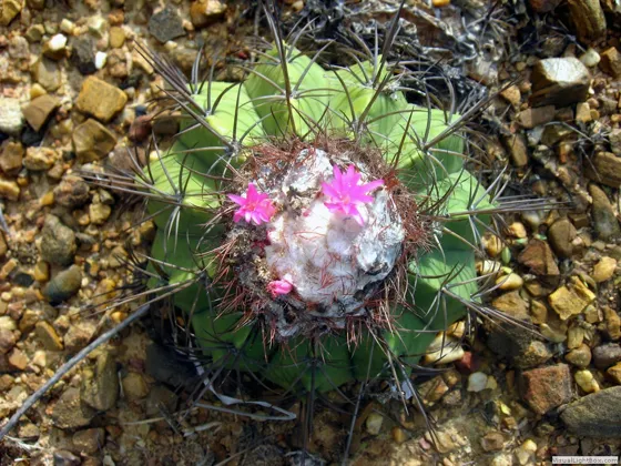 Cactus de Urimaco, Melocactus curvispinus
