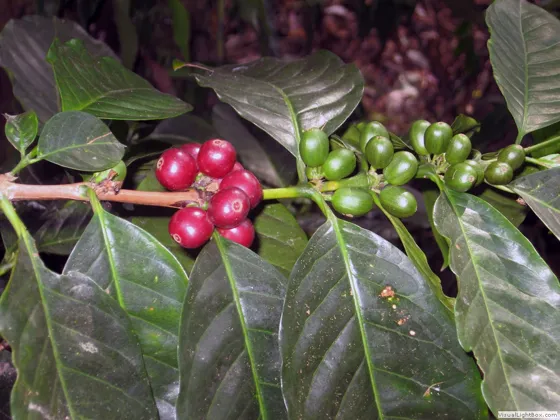 Café Variedad Colombia, Lourdes, Norte de Santander