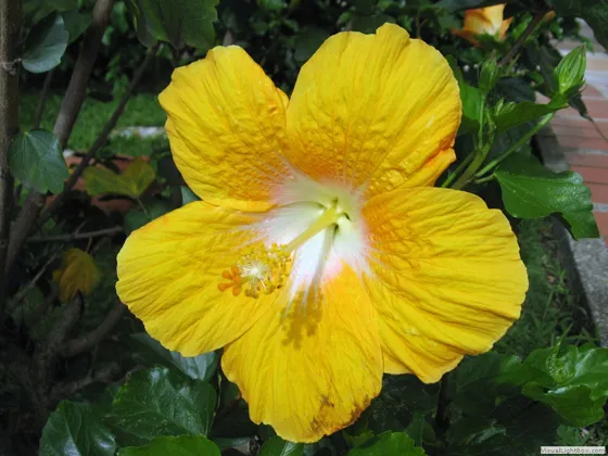 Cayeno amarillo,Hibiscus Grandiflorus chinacotensis