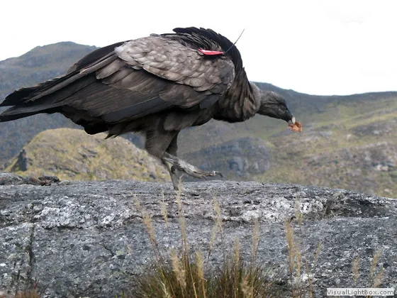 Cóndor de los Andes,Vultur gryphus