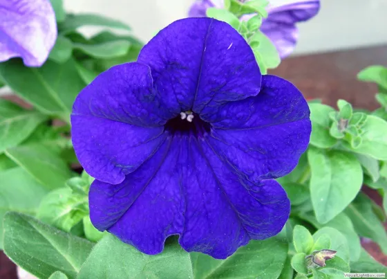 Conservadora Chinacotense