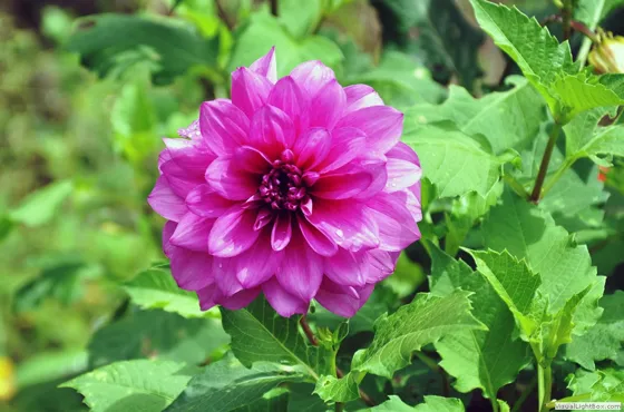 Dalia cachirense, dahlia spp