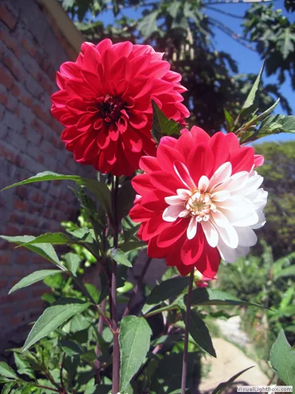 Dalia híbrida de Lourdes, Dahlia pinnata Cav, Norte de Santander - Colombia