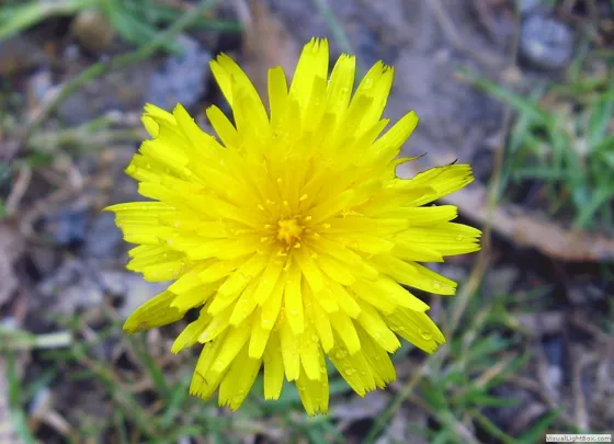 Diente de León mutiscuano