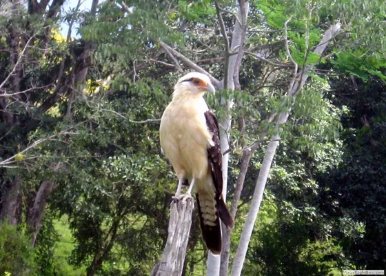 El águila caracolera del Catatumbo