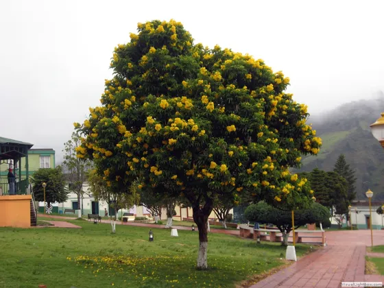 El árbol de la Plaza en Chitagá