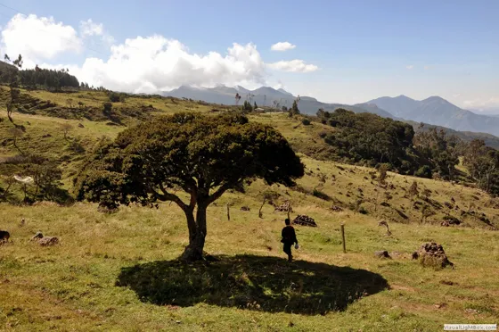 El árbol sombrilla de Los Andes, Páramo de Guerrero, Norte de Santander, Colombia