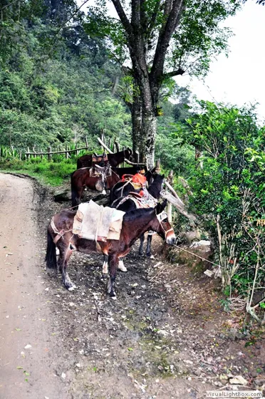 El insustituible transporte rural, la noble mula