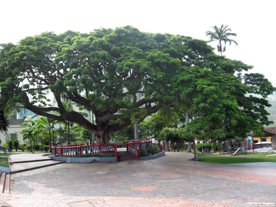 El Samán de Bochalema, Norte de Santander