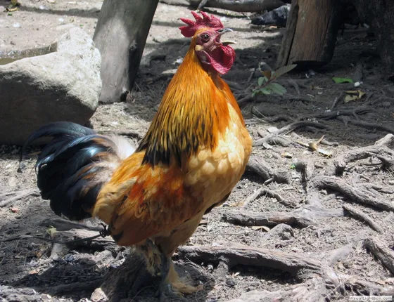 Gallo de oro