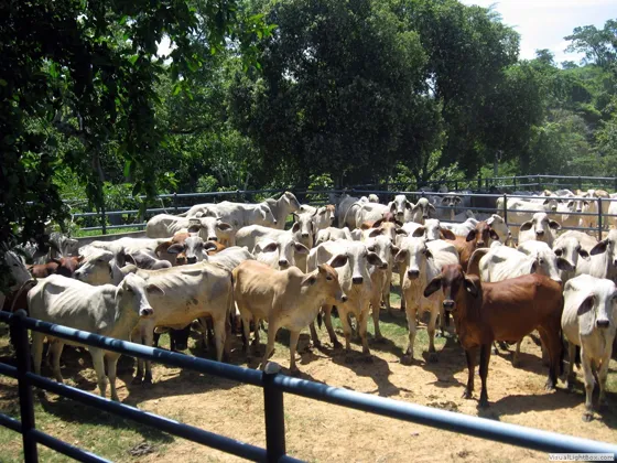 Ganadería cebú en los campos de San José de Cúcuta, Norte de Santander - Colombia