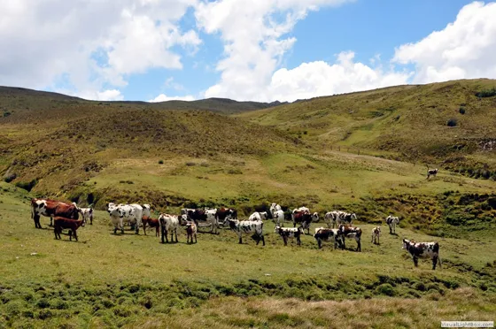 Ganadería extensiva en los páramos andinos
