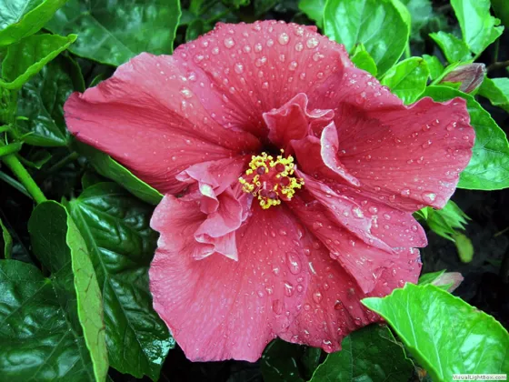 Grandiflorus chinacotenses