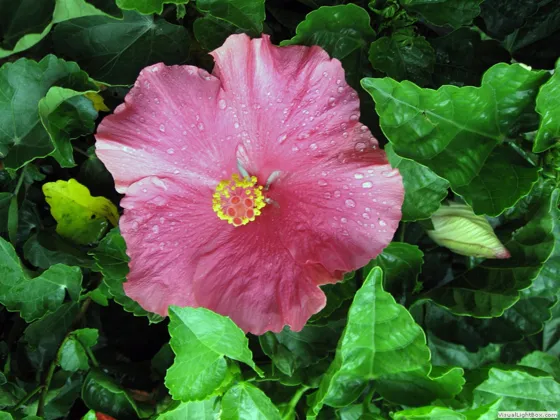 Hibiscus Grandiflorus chinacotenses