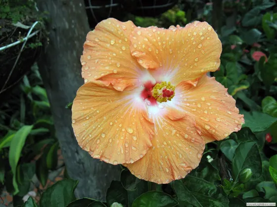 Hibiscus grandiflorus chinacotenses2