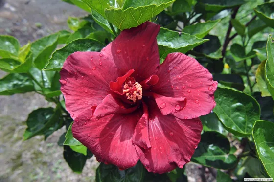 Ibiscus grandiflorus herranensis
