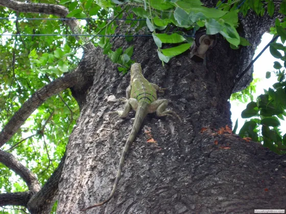 Iguana