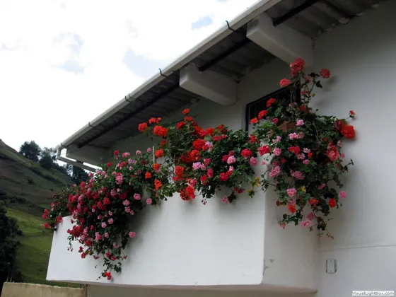 Jardines colgantes de Mutiscua, Norte de Santander, Colombia
