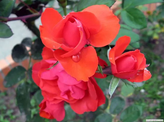 Jardines de Arboledas