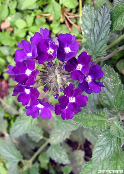 Jardines de Arboledas2