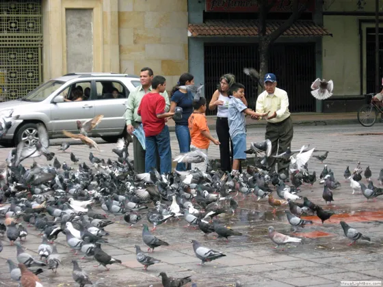 La danza de las palomas