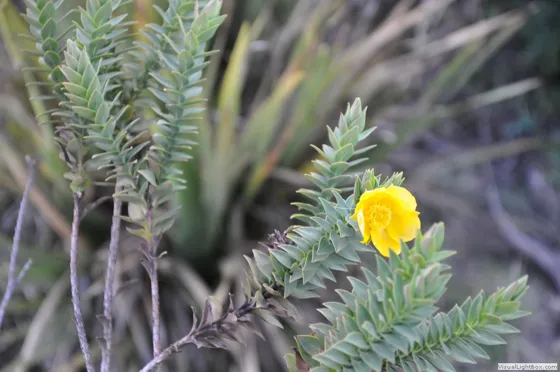 La flor de romero