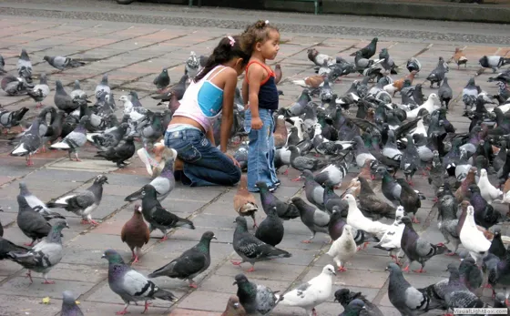 Las niñas de las palomas