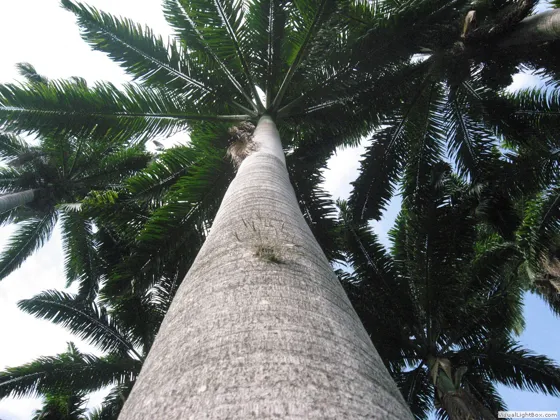 Las palmas de Salazar de las Palmas2