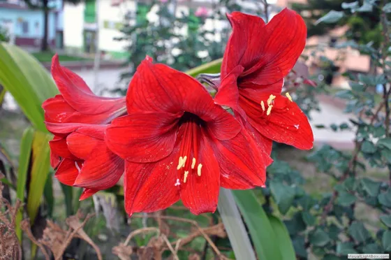 Lírios rojos de Cáchira, Norte de Santander - Colombia