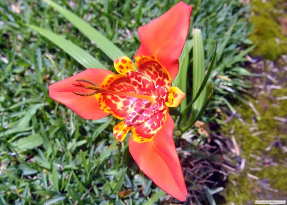 Orchidaceae herranensis
