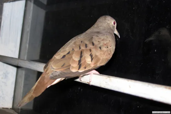 Palomita calentana, conocidas como palomas monjitas o abuelitas