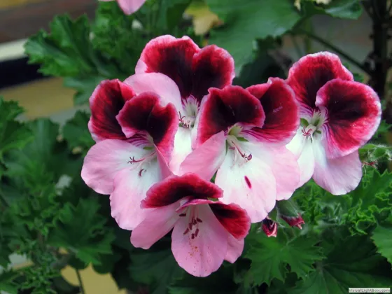 Pelargonium Pamplonensis