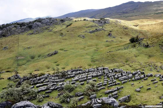 Rebaño de ovejas láticas del Páramo de Guerrero