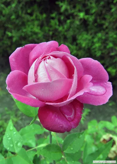 Rosa rosa de Herrán