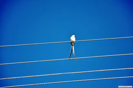 Una sola golondrina no hace verano