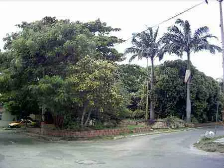 Esquina arborizada con palmas