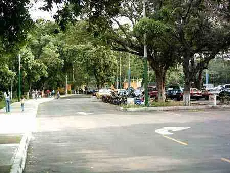 Vía interna arborizada de un parque