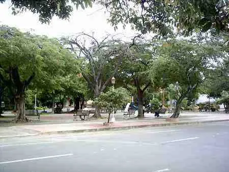 Árboles y bancas en un parque
