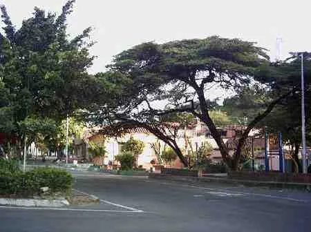 Árbol de copa amplia en la esquina de un parque